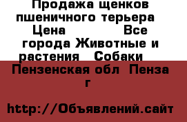 Продажа щенков пшеничного терьера › Цена ­ 30 000 - Все города Животные и растения » Собаки   . Пензенская обл.,Пенза г.
